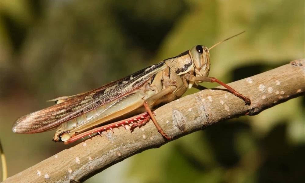 Η ΕΕ είπε το ''ναι'' στην πώληση ακρίδων για φαγητό